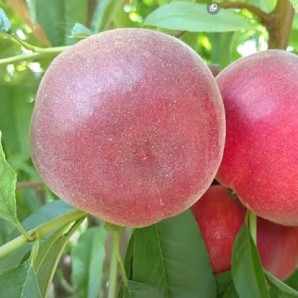 Персик ранний сорт Экстрим 6, подвой миндаль Персик ранний сорт Экстрим 6, подвой миндаль