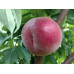 Персик ранний сорт Экстрим 6, подвой миндаль
