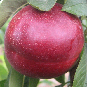 Нектарин сорт Экстрим Бьюти, подвой маньчжурский персик Нектарин сорт Экстрим Бьюти, подвой маньчжурский персик