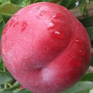 Нектарин сорт Екстрім Мей, підщепа мигдаль