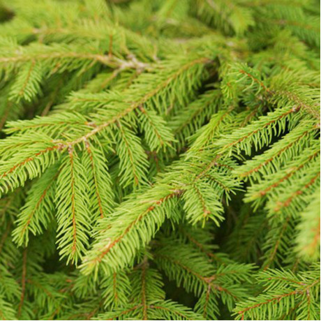 Ель обыкновенная, конт. 25 л Ель обыкновенная, конт. 25 л