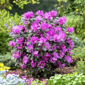 Рододендрон Elite 1 летний, конт. P9