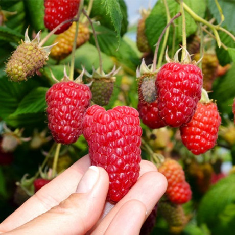 Малина сорт Енросадіра Малина сорт Енросадіра