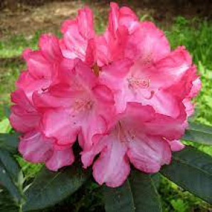 Рододендрон Emanuela 1 летний, конт. P9 Рододендрон Emanuela 1 летний, конт. P9