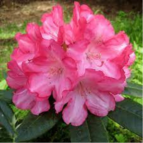 Рододендрон Emanuela 1 летний, конт. P9