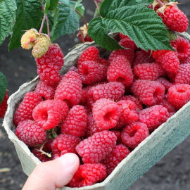 Малина сорт Энросадира, 2 сорт