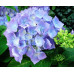 Гортензия Early Blue 1 летняя, конт. P9