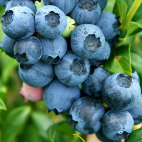 Саженцы голубики сорт Эрли Блю 1 летние, конт P9 Саженцы голубики сорт Эрли Блю 1 летние, конт P9