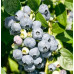 Саджанці лохини сорт Ерлі Блю 1 річні, конт. P9