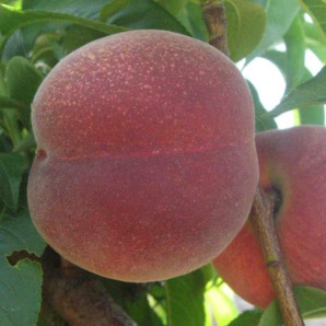 Персик ранний сорт Эрли Фреш, подвой миндаль Персик ранний сорт Эрли Фреш, подвой миндаль