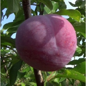 Алича (диплоїдна слива) сорт Ерлі Квін, підщепа алича