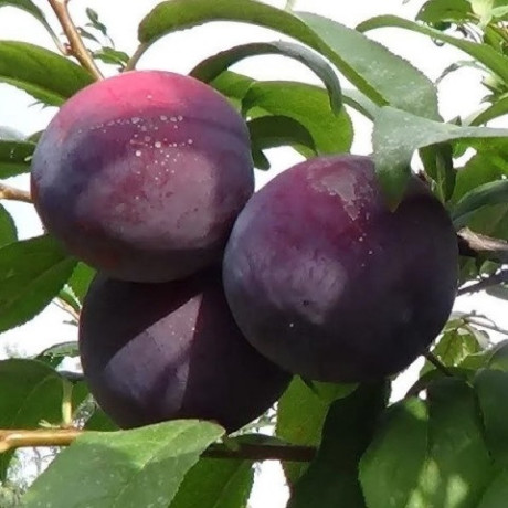 Саджанці сливи колоновидної сорт Єрьоміна, підщепа алича Саджанці сливи колоновидної сорт Єрьоміна, підщепа алича