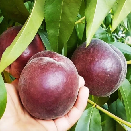 Персик сорт Эритрокарпа, подвой жердель Персик сорт Эритрокарпа, подвой жердель