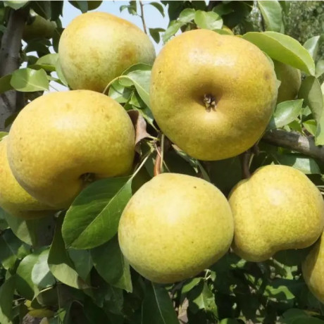 Саженцы груши зимней сорт Этюд, подвой ВА-29 Саженцы груши зимней сорт Этюд, подвой ВА-29