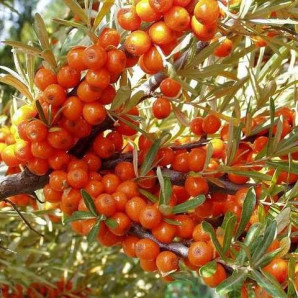 Саджанці обліпихи сорт Єва 2 річні, конт. 1.5 л Саджанці обліпихи сорт Єва 2 річні, конт. 1.5 л