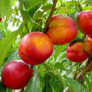 Нектарин сорт Фаярд, подвой алыча Нектарин сорт Фаярд, подвой алыча