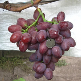 Виноград сорт Фаэтон, полуупакованный