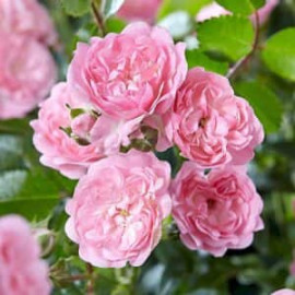 Саженцы роз сорт The Fairy (Фейри) 