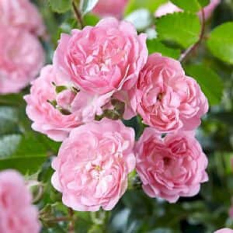 Саженцы роз The Fairy Саженцы роз The Fairy