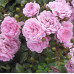 Саженцы роз The Fairy 