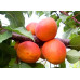 Абрикос поздний сорт Фарбели, подвой алыча