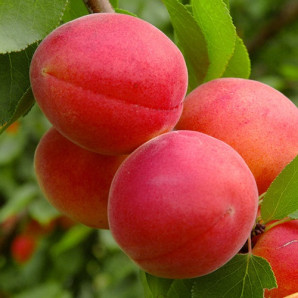 Абрикос поздний сорт Фарлис, подвой алыча Абрикос поздний сорт Фарлис, подвой алыча