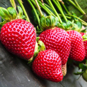 Полуниця фріго сорт Фейз, клас А