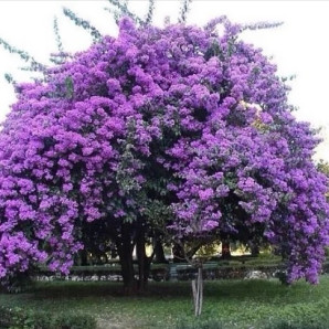 Саджанці павловнії сорт Фенікс, высокий конт. 3.5 л Саджанці павловнії сорт Фенікс, высокий конт. 3.5 л