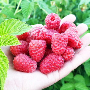 Саджанці малини сорт Феномен Саджанці малини сорт Феномен