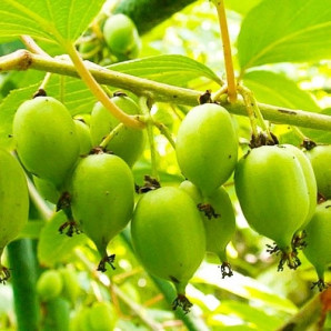 Актинидия Фигурная 3 летняя кон. 3 л