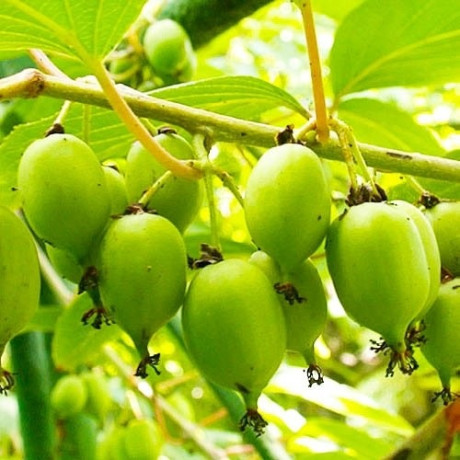 Актинідія Фігурна 3 річна, конт. 3 л Актинідія Фігурна 3 річна, конт. 3 л