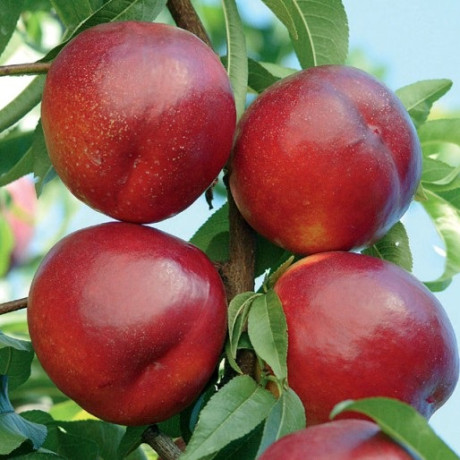 Нектарин сорт Флейвор Топ (среднего срока созревания)