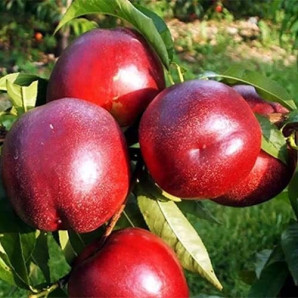 Нектарин сорт Флеминг Фьюри (PF-11), подвой миндаль Нектарин сорт Флеминг Фьюри (PF-11), подвой миндаль