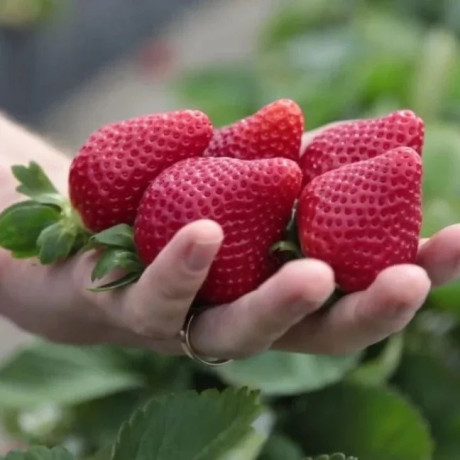 Клубника фриго сорт Флорида Бьюти, класс А