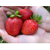 Клубника фриго сорт Флорида Бьюти, класс А