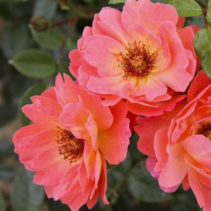 Саджанці троянд сорт For Your Eyes Only (Фо Ю Айс Онлі) Саджанці троянд сорт For Your Eyes Only (Фо Ю Айс Онлі)