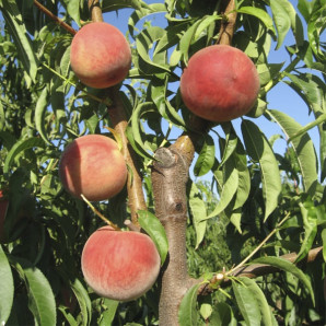 Персик поздний сорт Фреш Биг, подвой миндаль Персик поздний сорт Фреш Биг, подвой миндаль