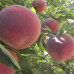 Персик поздний сорт Фреш Биг, подвой миндаль