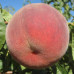Персик поздний сорт Фреш Биг, подвой миндаль