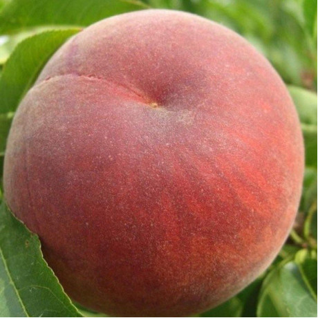 Персик ранний сорт Фреш Ред, подвой миндаль