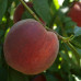 Персик ранний сорт Фреш Ред, подвой миндаль