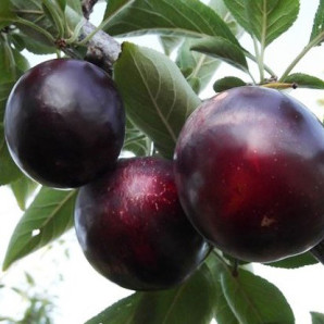 Алича (диплоїдна слива) сорт Фріар, підщепа алича