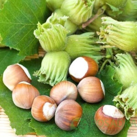 Фундук сорт Енніс