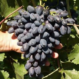 Виноград сорт Фурор, полуупакованный