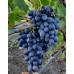 Виноград сорт Фурор, напівупакований
