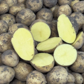 Семенной картофель Гала, 70-80 дней, 2 репродукция