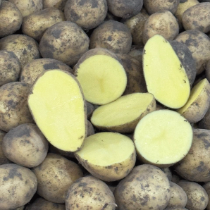 Семенной картофель Гала, 70-80 дней, 2 репродукция Семенной картофель Гала, 70-80 дней, 2 репродукция