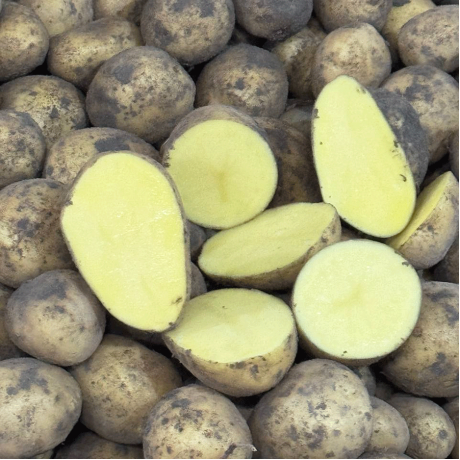 Семенной картофель Гала, 70-80 дней, 2 репродукция