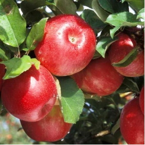 Яблуня зимова сорт Гала Маст, підщепа 54-118 Яблуня зимова сорт Гала Маст, підщепа 54-118