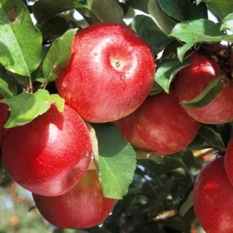 Яблуня зимова сорт Гала Маст, підщепа 54-118